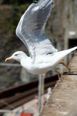 Seagull in Cinque Terre. Liguria clipart