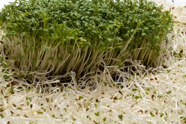 Fresh alfalfa sprouts and cress on white background clipart