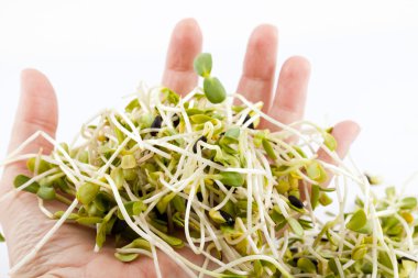 beyaz zemin üzerinde izole taze Yonca filizi