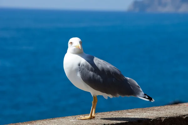 Чайка на фоне моря — стоковое фото