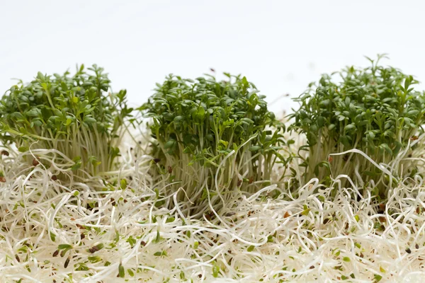 Kiełki Lucerny świeże i rzeżucha na białym tle — Zdjęcie stockowe