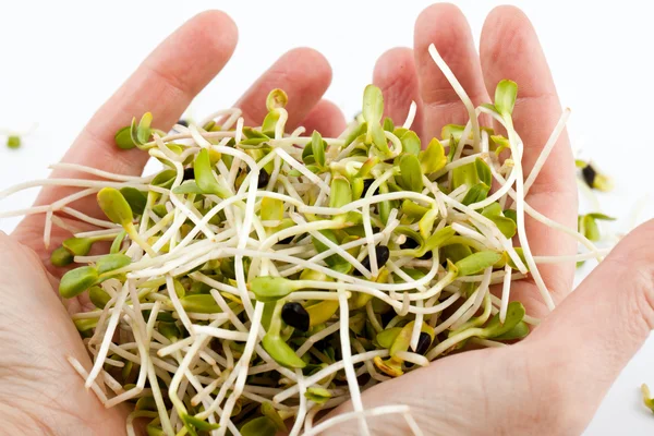 Verse alfalfa spruiten geïsoleerd op witte achtergrond — Stockfoto