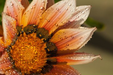 yağmur sonra güzel gazania çiçek