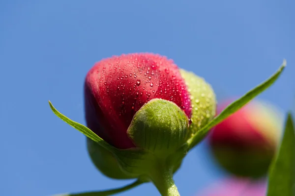 Gemme di fiore di peonia dopo la pioggia — Foto Stock