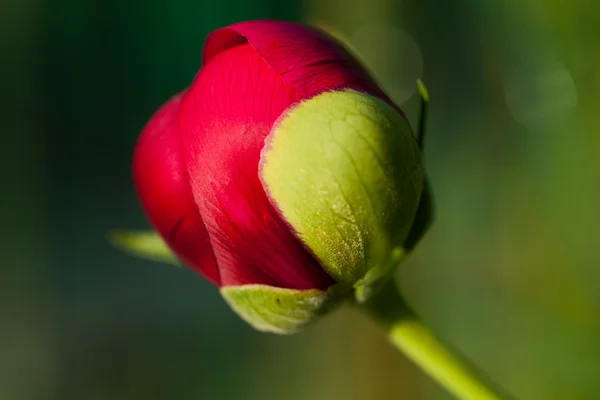 Pączek piwonia kwiat po deszczu — Zdjęcie stockowe
