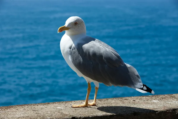 Чайка на фоне моря — стоковое фото
