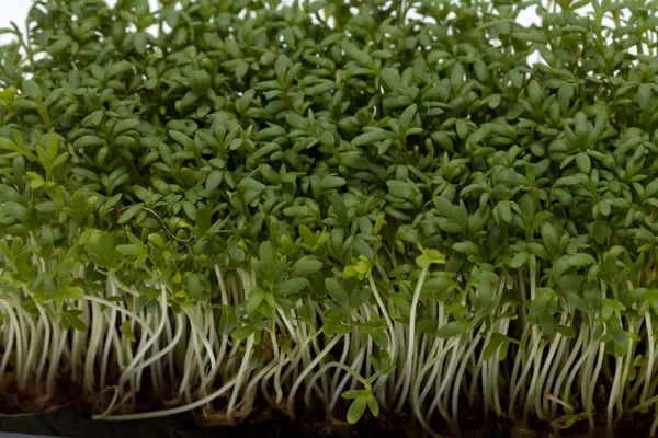 Cress seedlings isolated on white backgroun — Stock Photo, Image
