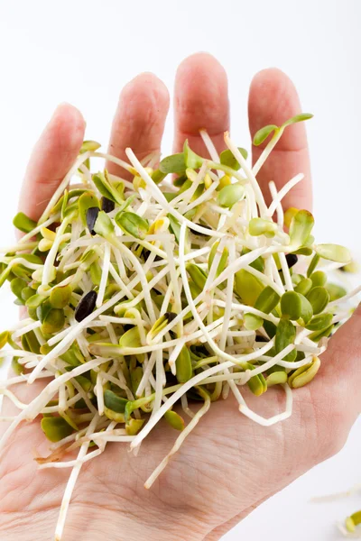 Verse alfalfa spruiten geïsoleerd op witte achtergrond — Stockfoto