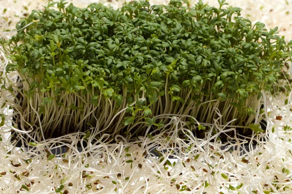 Fresh alfalfa sprouts and cress on white background — Stock Photo, Image