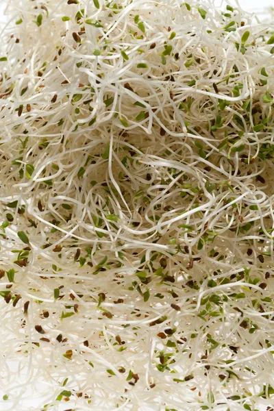 Fresh alfalfa sprouts on white background — Stock Photo, Image
