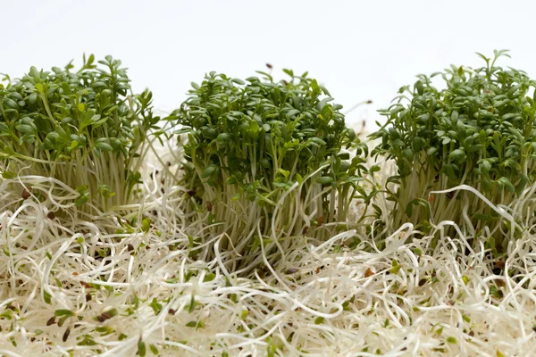 stock image Fresh alfalfa sprouts and cress on white background