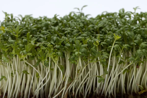 Cress seedlings isolated on white backgroun Stock Photo