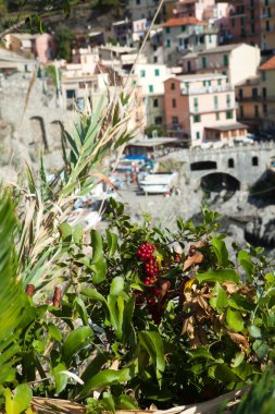 Manarola - İtalya 'nın Cinque Terre kentlerinden biri