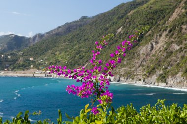 Cinque terre-sahil manarola ve corniglia arasında