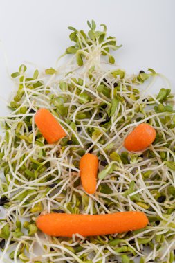 taze Yonca filizi ve beyaz arka plan üzerinde izole havuç