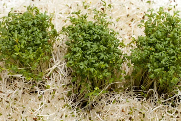 Brotes frescos de alfalfa y berros sobre fondo blanco —  Fotos de Stock