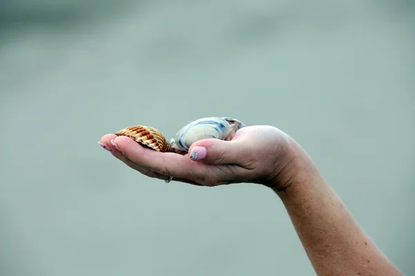 stock image Sea shells on hand