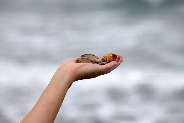 stock image Sea shells on hand