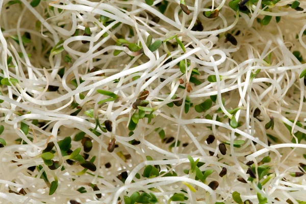 Färska alfalfa groddar på vit bakgrund — Stockfoto