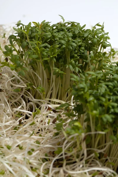 Verse alfalfa spruiten en tuinkers op witte achtergrond — Stockfoto