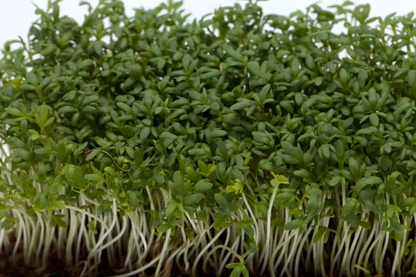 stock image Cress seedlings isolated on white backgroun