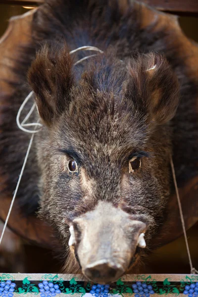 stock image Wild boar