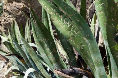 aşk itirafı yaprak aloe üzerinde