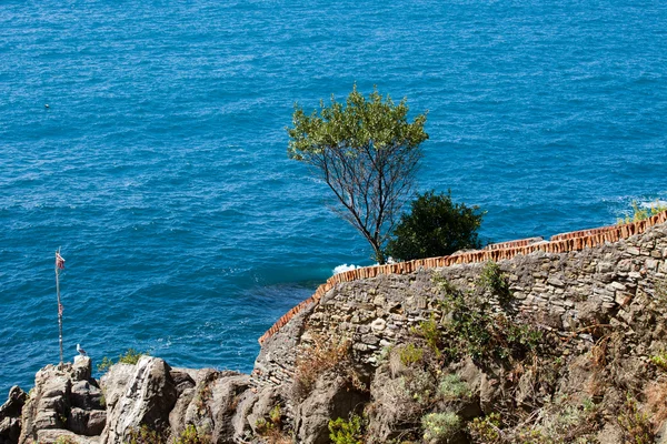 Scogliere a Riomaggiore. Cinque Terre, Liguria, Italia — Foto Stock