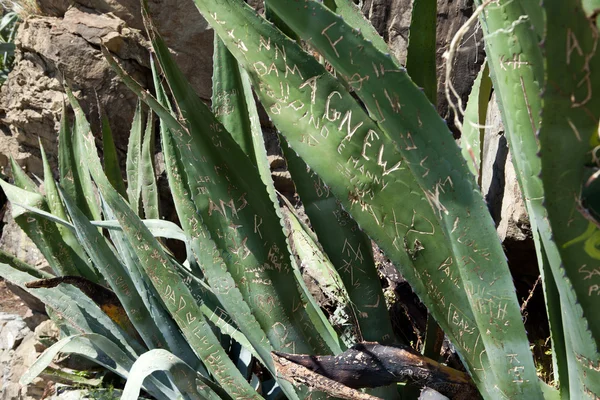Confissão de amor na folha Aloe — Fotografia de Stock