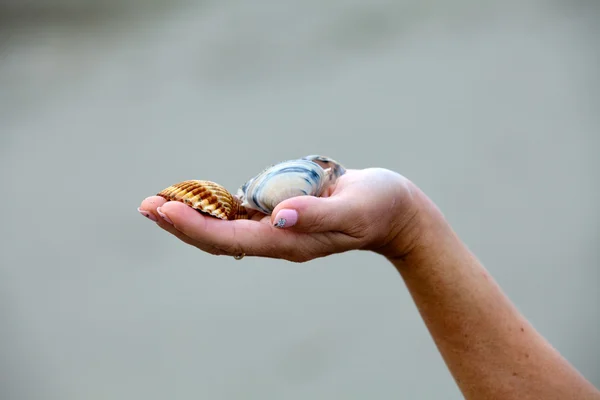 Sea shells on hand — Stock Photo, Image