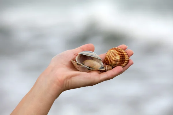 stock image Sea shells on hand