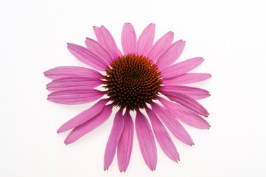 pembe coneflower kafa