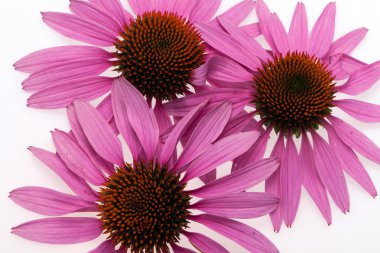 pembe coneflower