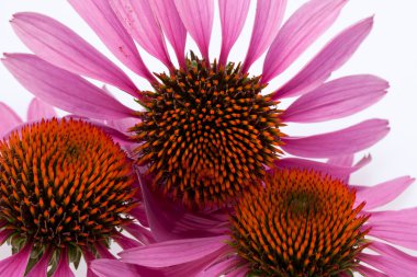 pembe coneflower kafa