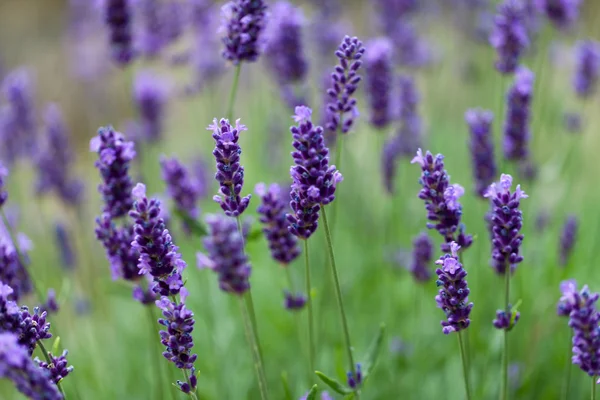 淡紫色小花 — 图库照片