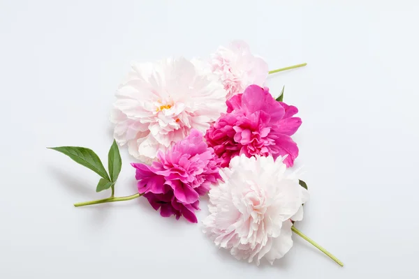 Пионский цветок — стоковое фото