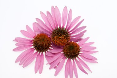 pembe coneflower kafa