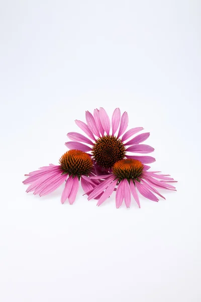 분홍색 coneflower 머리 — 스톡 사진
