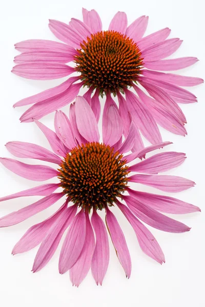Pink coneflower — Stock Photo, Image