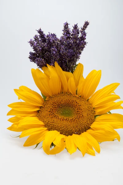 stock image Sunflowers and Lavender