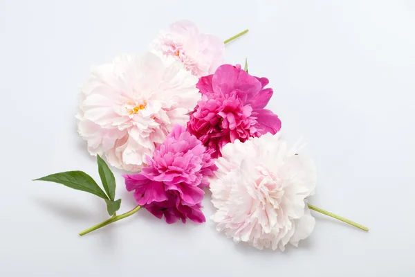 Flor de peonía —  Fotos de Stock