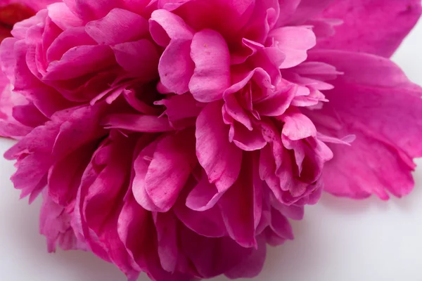 Пионский цветок — стоковое фото