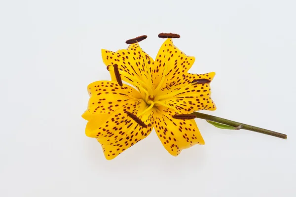 stock image Single yellow lily