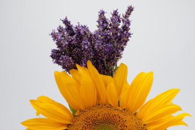 Sunflowers and Lavender clipart