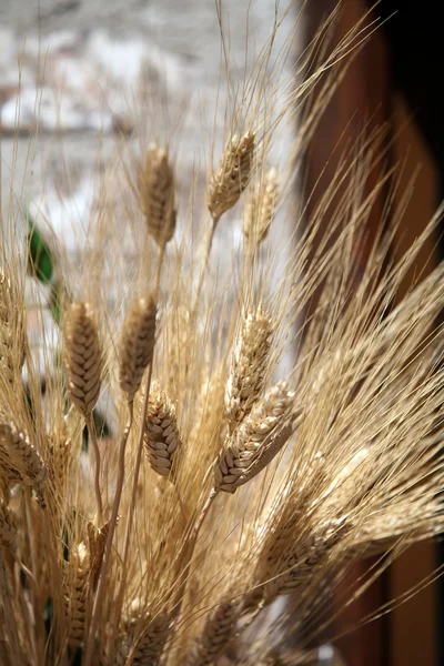 Orelhas douradas de grãos — Fotografia de Stock