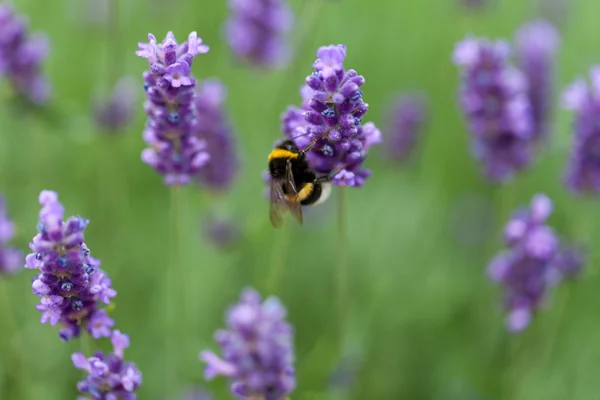 stock image Lavender flowers