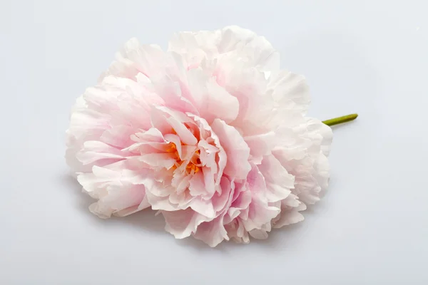 Flor de peónia — Fotografia de Stock