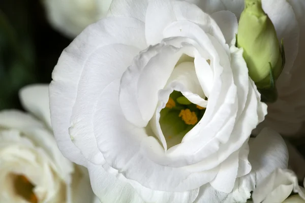 Beyaz güller — Stok fotoğraf