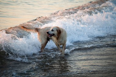 plajda oynayan golden retriever köpek