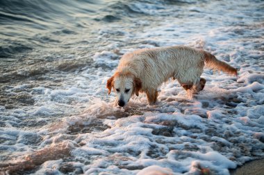 plajda oynayan golden retriever köpek